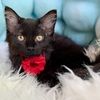 kittygirlamy